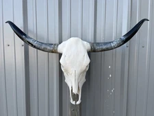 LONGHORN STEER SKULL 3 FEET 7 1/2 Inch WIDE POLISHED BULL HORN MOUNTED COW HEAD