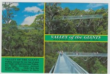 VALLEY OF THE GIANTS WALPOLE WESTERN AUSTRALIA 3 SCENES ROLISH POSTCARD