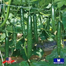 Cucumber Fresh Seeds Japanese Long Non-GMO Heirloom Vegetable