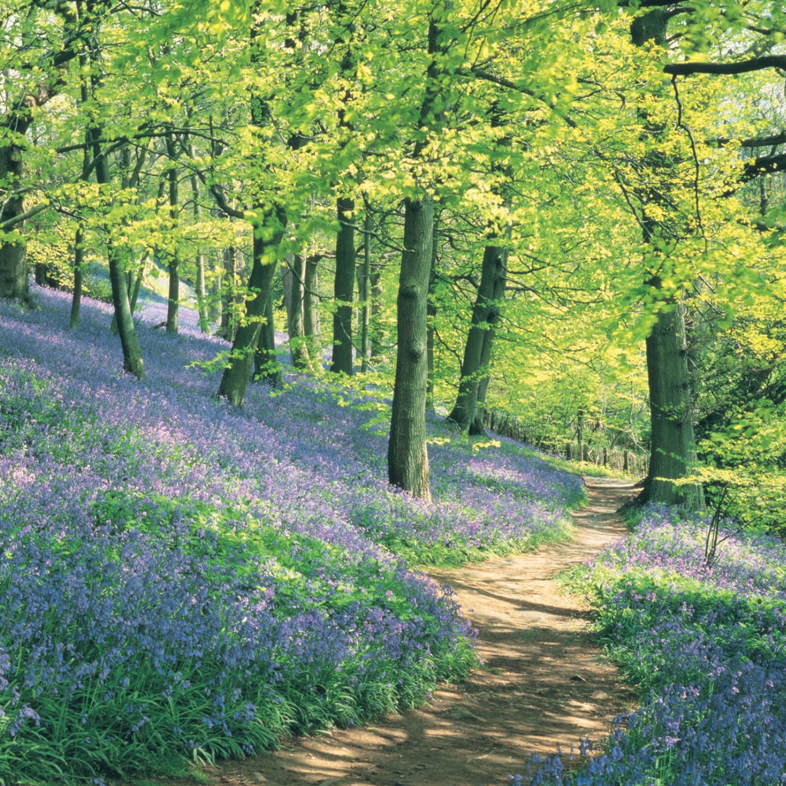Easter Card Pack - Bluebell Woods