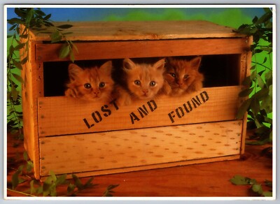 Vintage Photograph Postcard 5x7 Lost and Found Three Kittens in Crate       OA-1