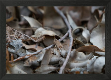 Quadro stampa su tela poster arte da parete con cornice tramoggia mimetica