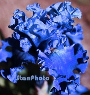 ADRIATIC WAVES by Keppel Tall Bearded 40" (1) Iris Rhizome AWARD WINNER