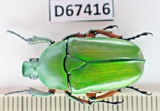 D67416. Insects, Beetles. Cetoniidae: Trigonophorus sp. Vietnam, Cao Bang