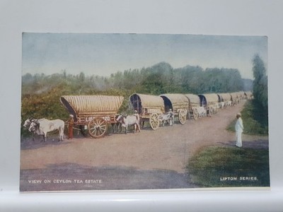 Alte Postkarte, Blick auf Ceylon Tee Nachlass, Lipton Serie (15A)
