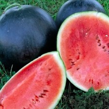 Black Diamond Watermelon Seeds | NON-GMO Watermelon Seeds | Heirloom Seeds