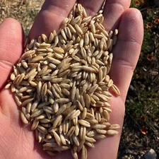 Hulless Oat Seeds Avena nuda Certified Organic Cover Crop BULK PACKET SEED NoGMO