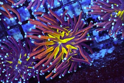 Graphted Torch Coral WYSIWYG - SAQ Coral Farm