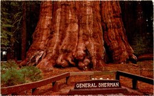 General Sherman Tree Postcard Sequoia National Park California