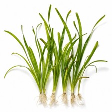 6 Jungle Vallisneria American Val Plants Bare Root