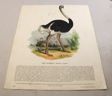 1845 Antique Color ANIMAL BIRD Print  ~  OSTRICH or STRUTHIO CAMELUS