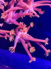 Rainbow sherbet goniopora Coral King Wysiwyg live coral frag