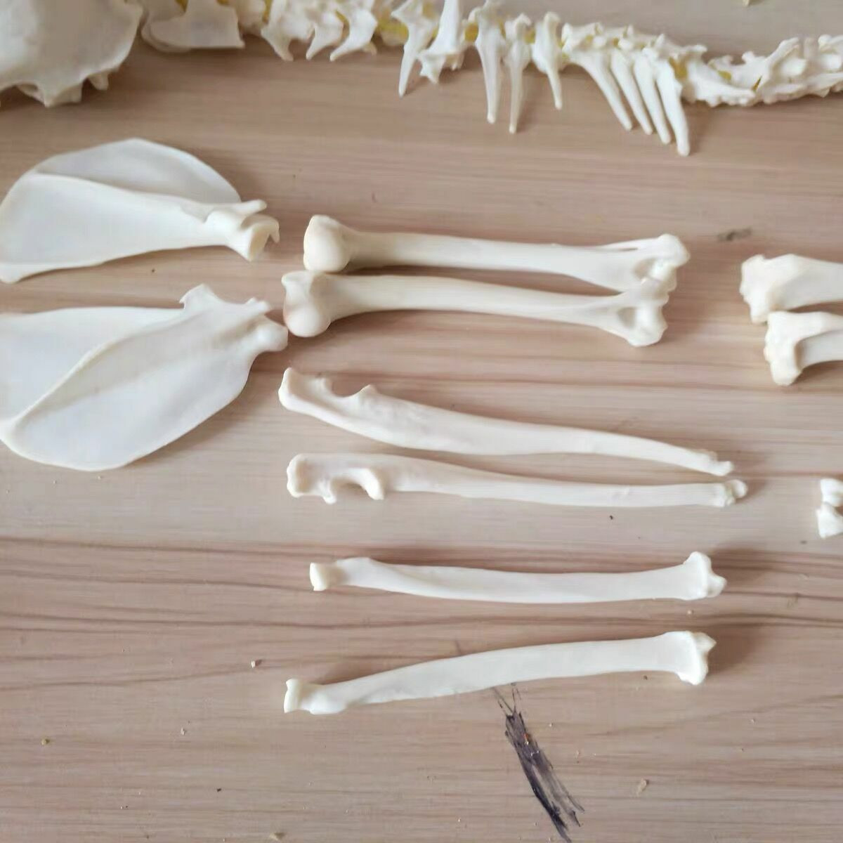 A complete set of unassembled real animal skeletons, real animal bone, Taxidermy