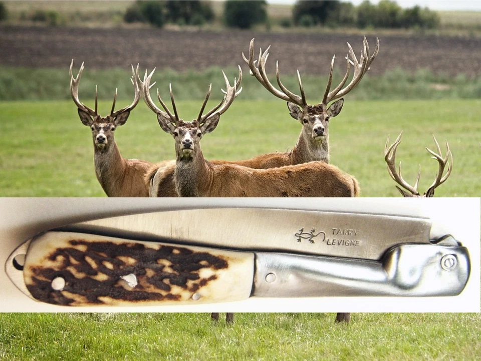 * ANCIEN COUTEAU PLIANT CORSE * TARRY LEVIGNE * THIERS * VÉRITABLE BOIS DE CERF - Photo 4/4