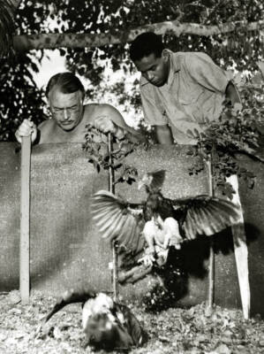 Author Ernest Hemingway a local man Cuba where two share owner- 1951 Old Photo