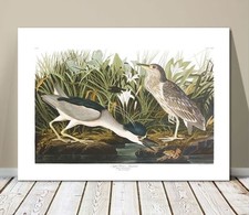 FAMOUS SEA BIRD ART ~ CANVAS PRINT 32x24" ~ JOHN AUDUBON ~Night Heron