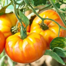Pineapple Tomato Seeds 30  / HEIRLOOM / RARE / DELICIOUS / EASY