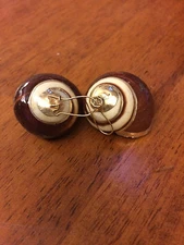 Shell Earrings 24k Gold Dipped sea shell(Trimmed)