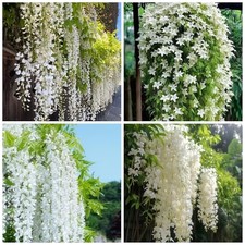 400 Climbing Weeping Jasmine Flower Seeds for Planting Fragrant Plant Seeds