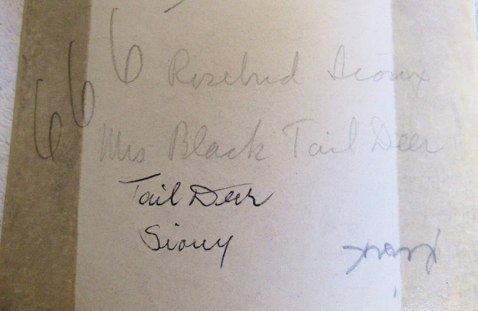 Fotografía fotográfica vintage de ciervo cola negra mujer india sioux de Pine Ridge Foto 3 de 3