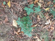 2 Live Catnip Plants Organically Grown 