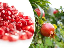 25 POMEGRANATE SEEDS (Punica granatum) | Sweet Tropical EDIBLE FRUIT Shrub, Tree