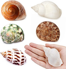 5Pcs Large Hermit Crab Shells Natural Sea Conch Size: 2.3"-3.5" Turbo Seashells