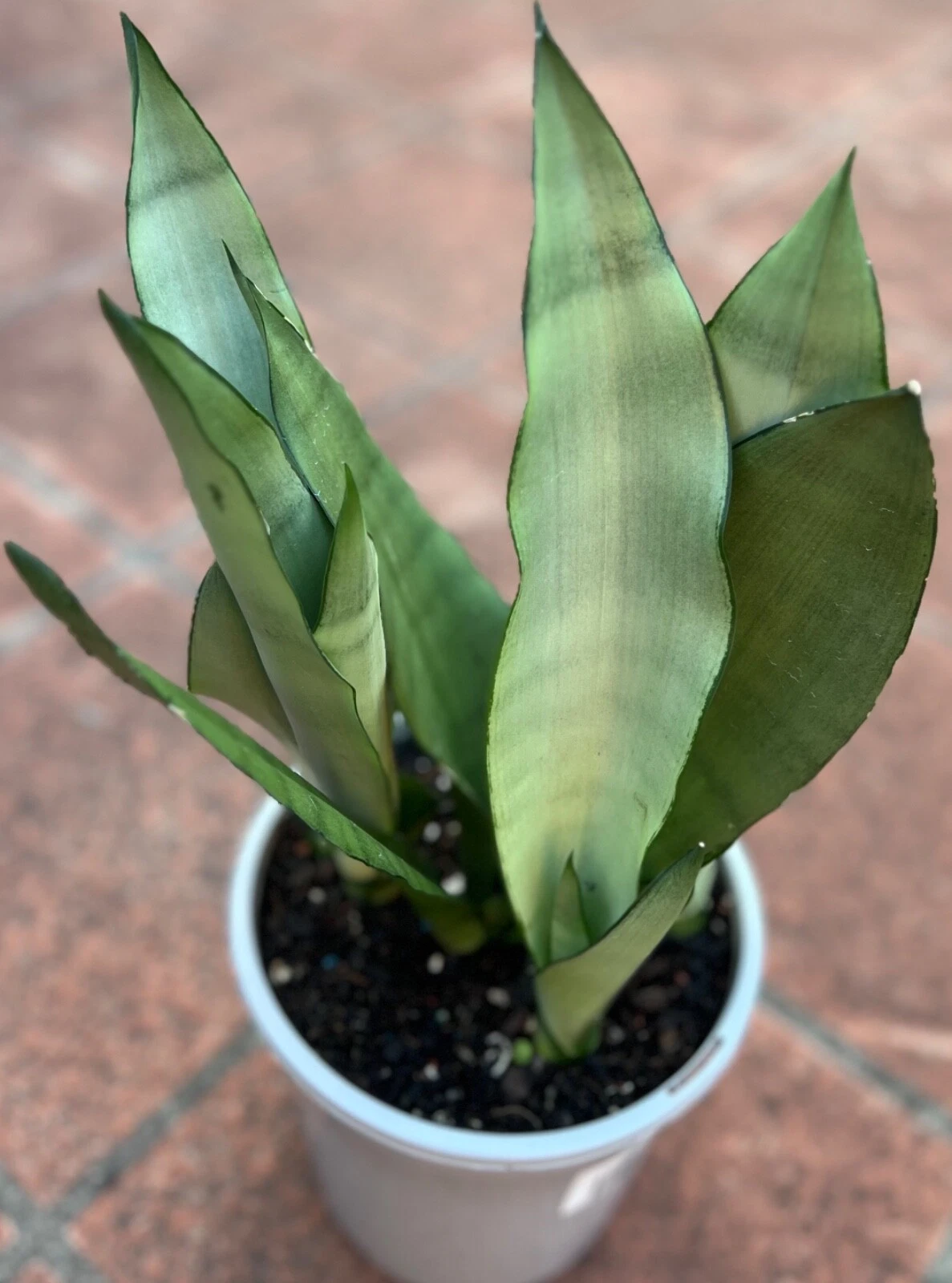 SANSEVIERIA TRIFASCIATA"MOONSHINE"MOTHER-IN-LAW'S TONGUE SNAKE PLANT ROOTED 19-4