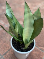 SANSEVIERIA TRIFASCIATA"MOONSHINE"MOTHER-IN-LAW'S TONGUE SNAKE PLANT ROOTED 19-4