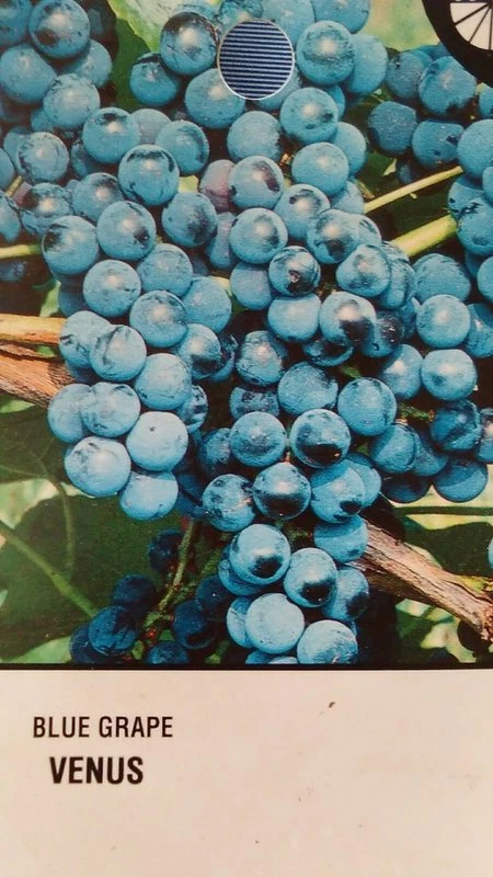 VENUS BLUE GRAPE 1 Gallon Vine Plant Grapes Vineyards Home Garden FREE RECIPE! - Image 2 of 2