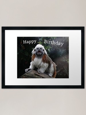 Geburtstag Affe gerahmter Kunstdruck gerahmt Wandbild Poster Leinwanddruck Bild