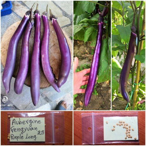 Rare Giant Heirloom Eggplant Aubergine ''Fengyuan Long'' ~25 Top Quality Seeds - Photo 1 sur 10
