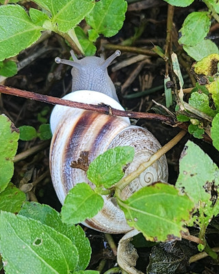 #ad #ad 4 Live Milk Snails Assorted SizesColors $20.00
