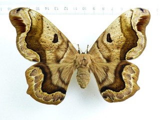 ENTOMOLOGY BUTTERFLY: CAIO HIDALGENSIS FEMALE MEXICO RARITY!