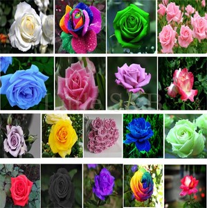 100pcs-Mixed-Style-Rose-Flower-Seeds-Home-Garden-Rare-Plants-Decor-Multi-Colors