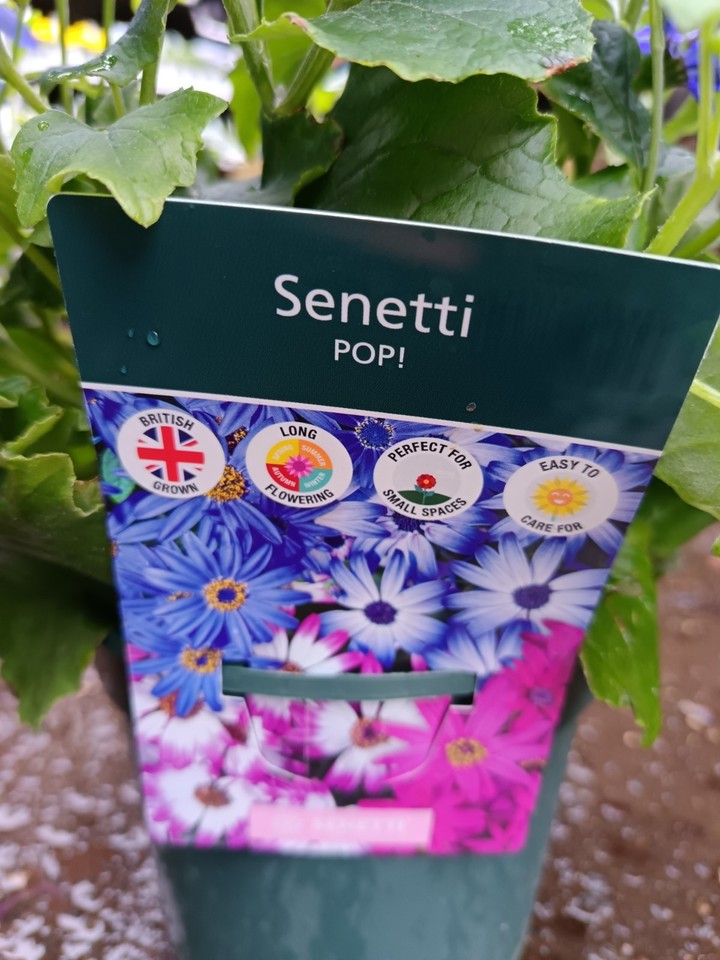 Pink Senecio Senetti, 2 L Pot | Hardy Spring Flower | Summer Daisy ...