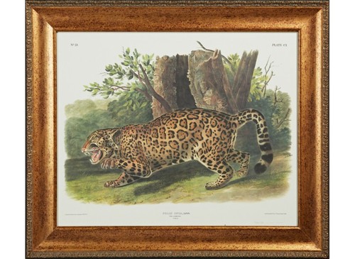 JJ AUDUBON "The Jaguar, Felis Onca" No. 21 Plate 101–LE 420/750 Color LITHOGRAPH - Picture 3 of 12