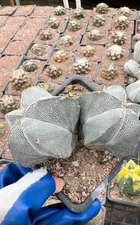 /#Pot 5cm RareSucculent Plant Cactus Astrophytum myriostigma SelfRooted