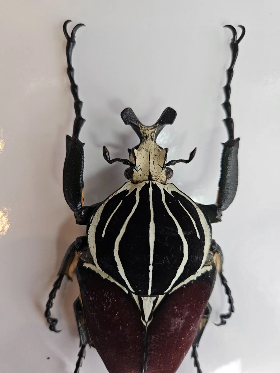 Goliathus Beetle for sale | eBay