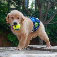 Dog Belly Bands for Male Dogs Wraps Washable Doggie Diapers DM07S