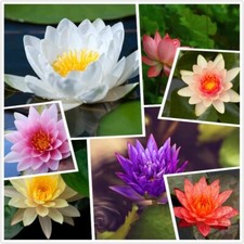 30 Aquatic Lotus Hardy Water Lily Flower Mixed Colors --- SEEDS