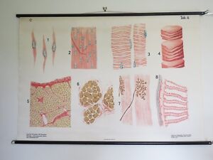 Histology Chart