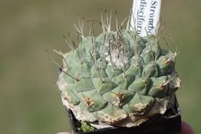 Kaktusy: Strombocactus disciformis SB 174; 5,8 cm, własne korzenie