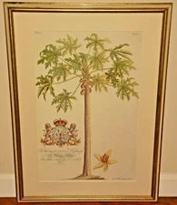 GEORGE EHRET Original Vintage Floral Still Life Study Engraving Plate Lithograph