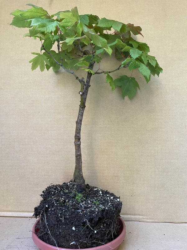 Vine Maple (Acer) Pre-Bonsai Tree 15in High Outdoor