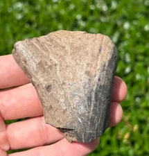 Fossil Deer Antler Bone Fossil Mammal Odocoileus Pleistocene Age