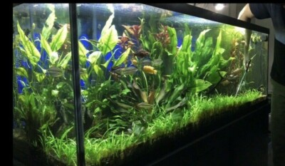 #ad #ad 15x Dwarf Sagittaria Subulata Dwarf Sag Easy Live Aquarium Plants Aquatic Plants $15.97