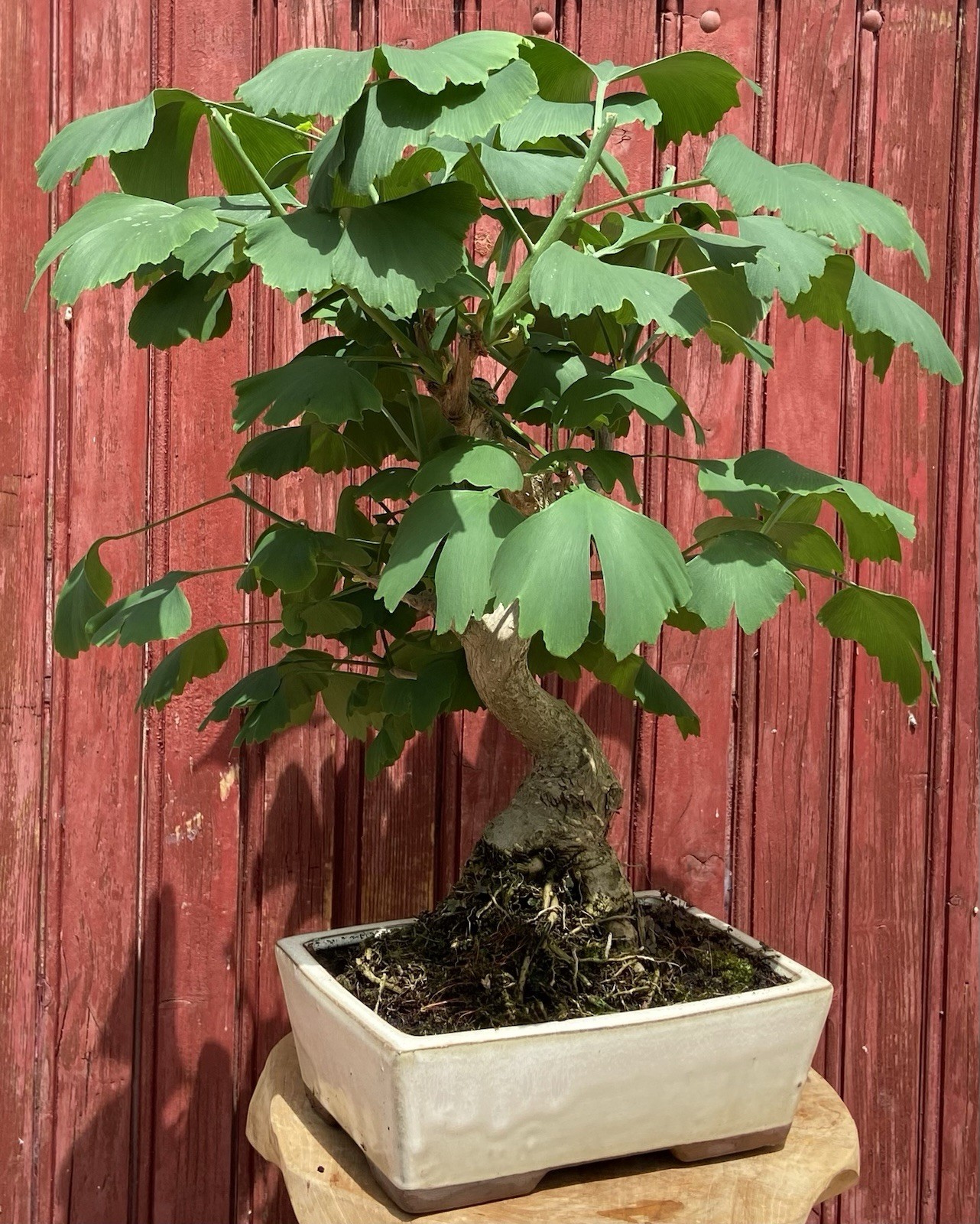 Bonsaï Ginkgo Biloba arbre quarante écus pour terrasse et balcon