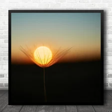 Sun Trap Seed Downy Tuft Feather Dandelion Sunset Square Wall Art Print