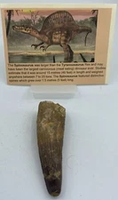 Spinosaurus Teeth Dinosaur F0SSIL Before T Rex Cretaceous K257